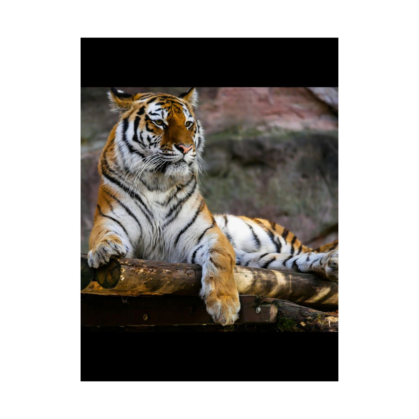 Majestic Tiger Matte Vertical Posters | Wall Art, Home Decor, Animal Print