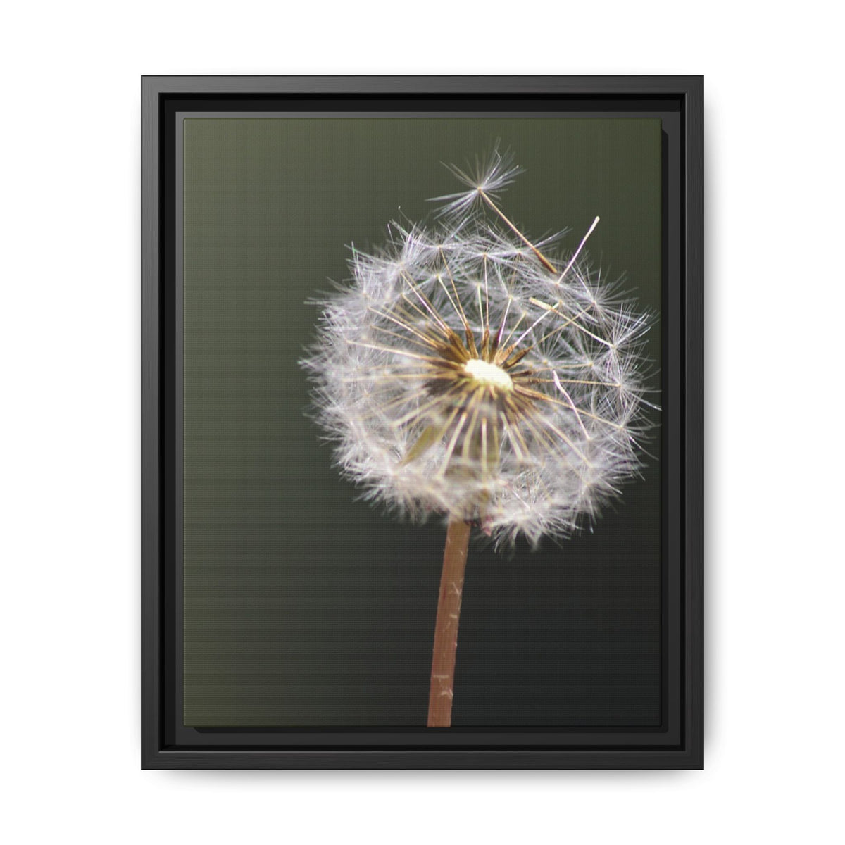Framed Dandelion Canvas Print — Matte Botanical Wall Art