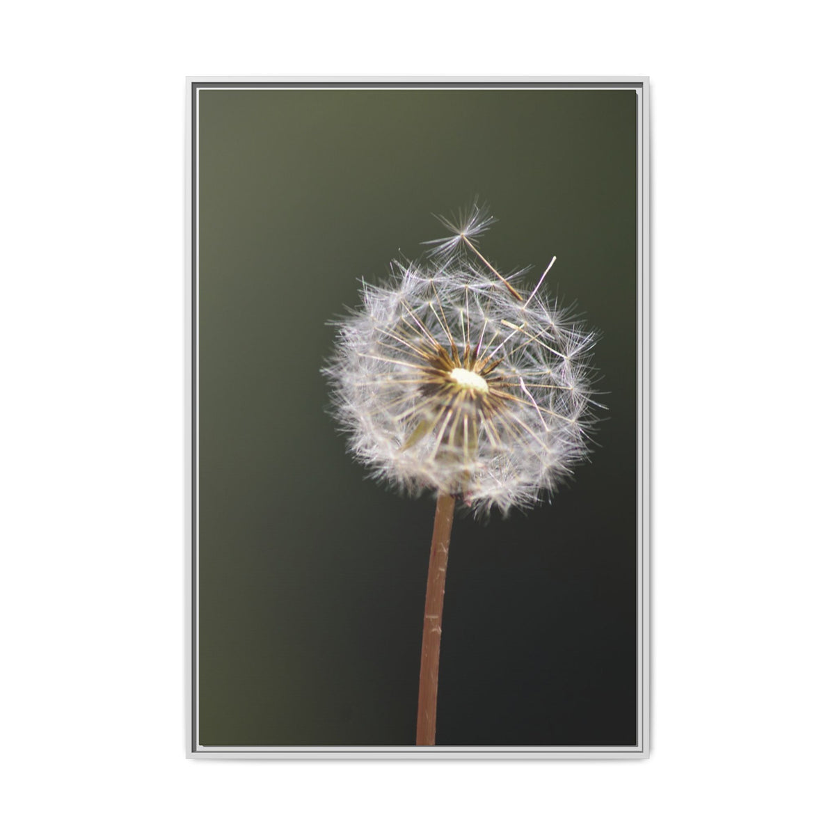 Framed Dandelion Canvas Print — Matte Botanical Wall Art