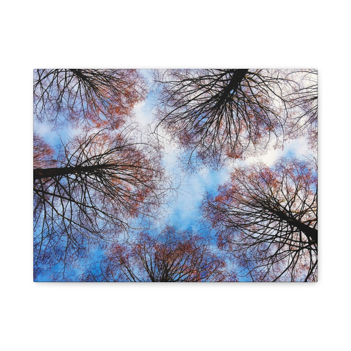 Canopy Sky Canvas Print — Winter Tree Tops Wall Art