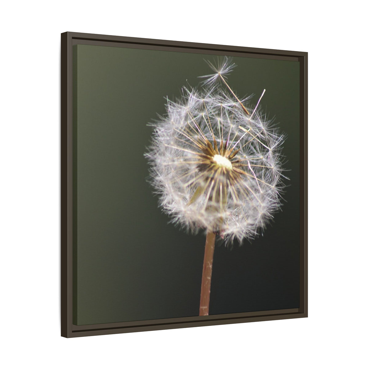 Framed Dandelion Canvas Print — Matte Botanical Wall Art