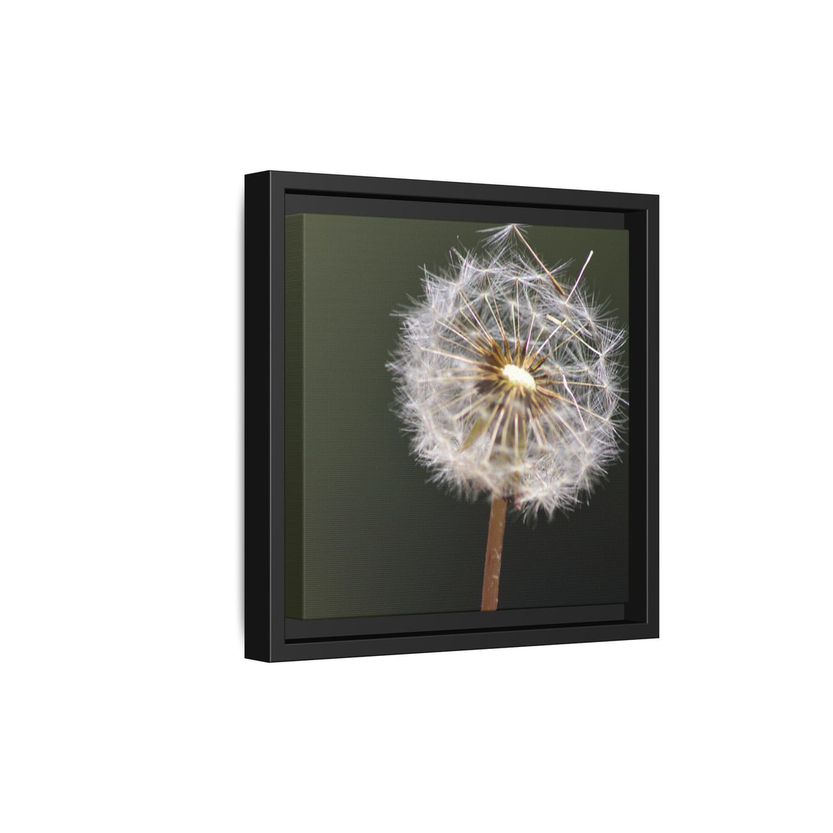 Framed Dandelion Canvas Print — Matte Botanical Wall Art