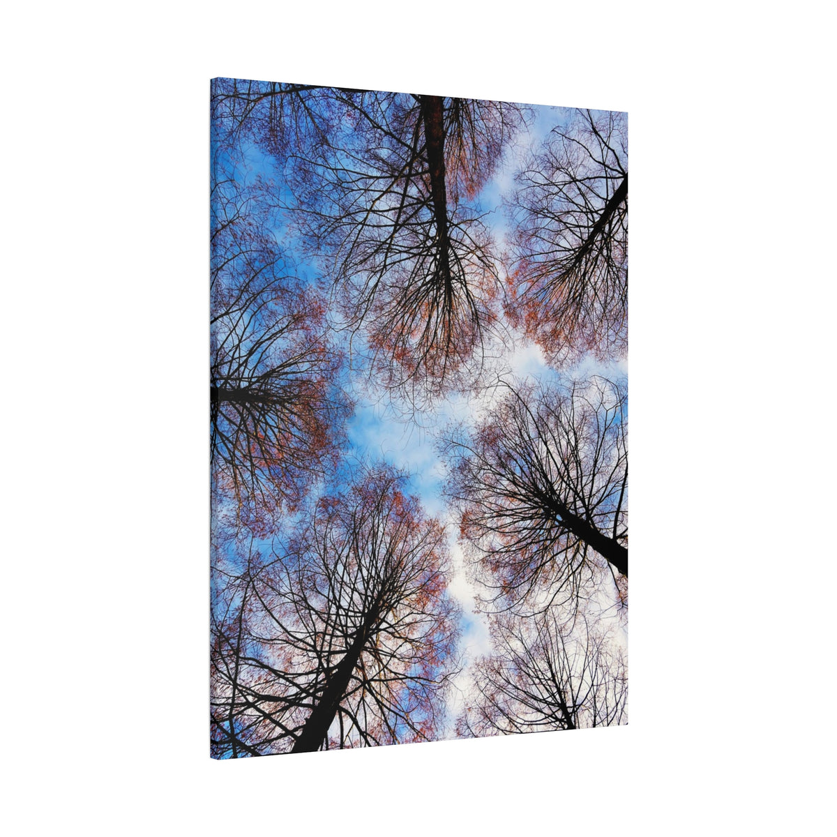 Winter Tree Canopy Matte Canvas Wall Art — Stretched 1.25"