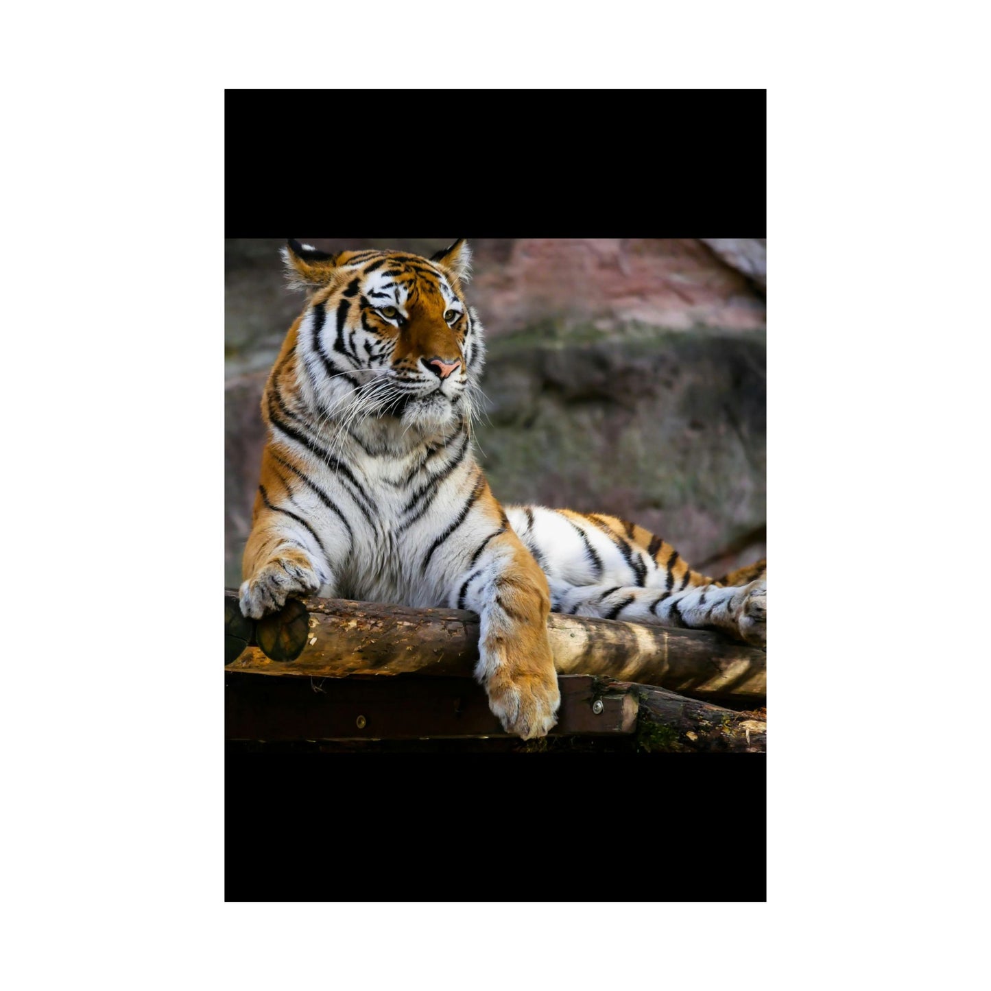 Majestic Tiger Matte Vertical Posters | Wall Art, Home Decor, Animal Print