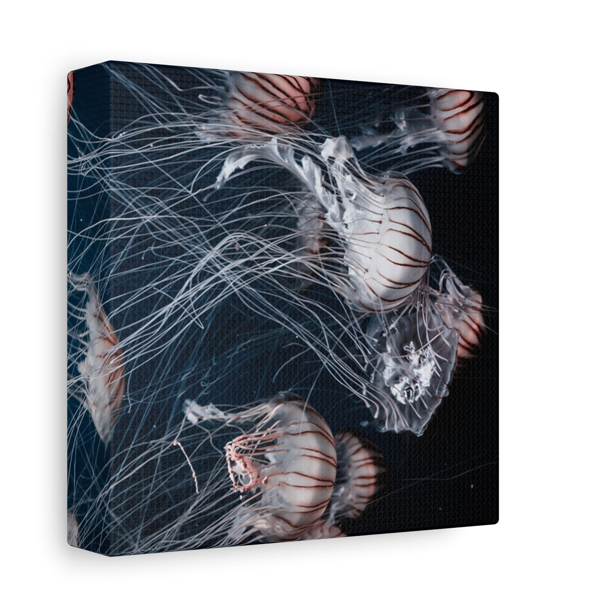 Jellyfish Swarm Matte Stretched Canvas