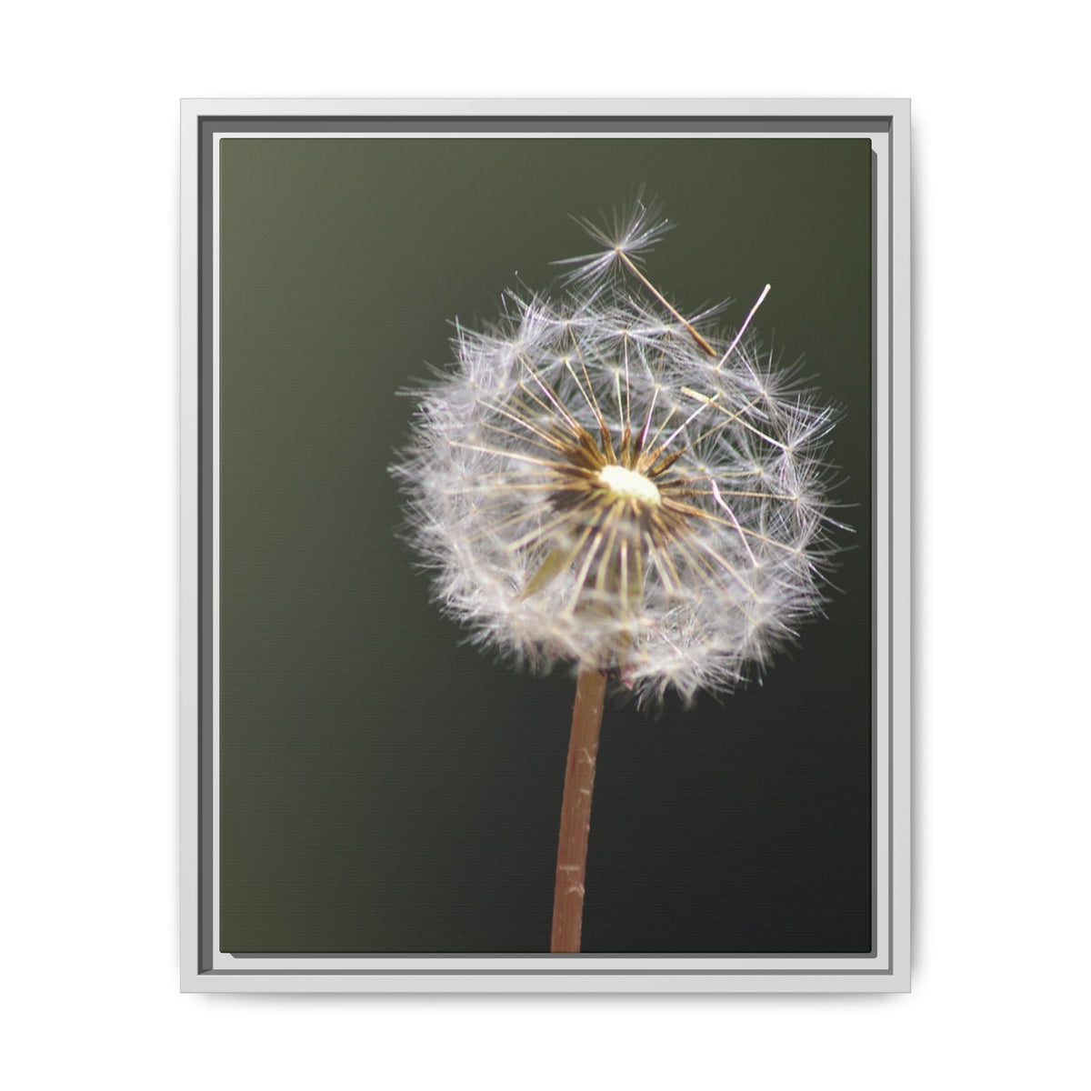 Framed Dandelion Canvas Print — Matte Botanical Wall Art