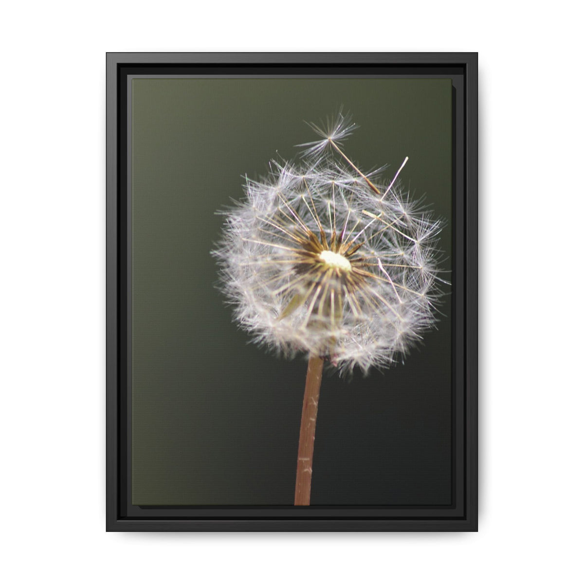 Framed Dandelion Canvas Print — Matte Botanical Wall Art