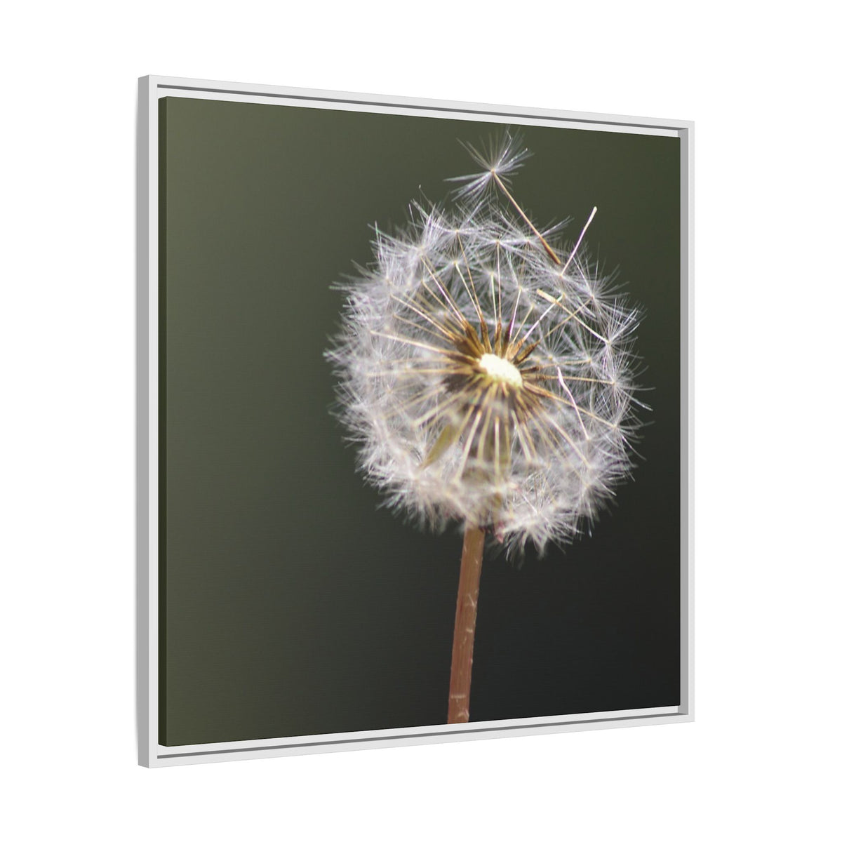 Framed Dandelion Canvas Print — Matte Botanical Wall Art