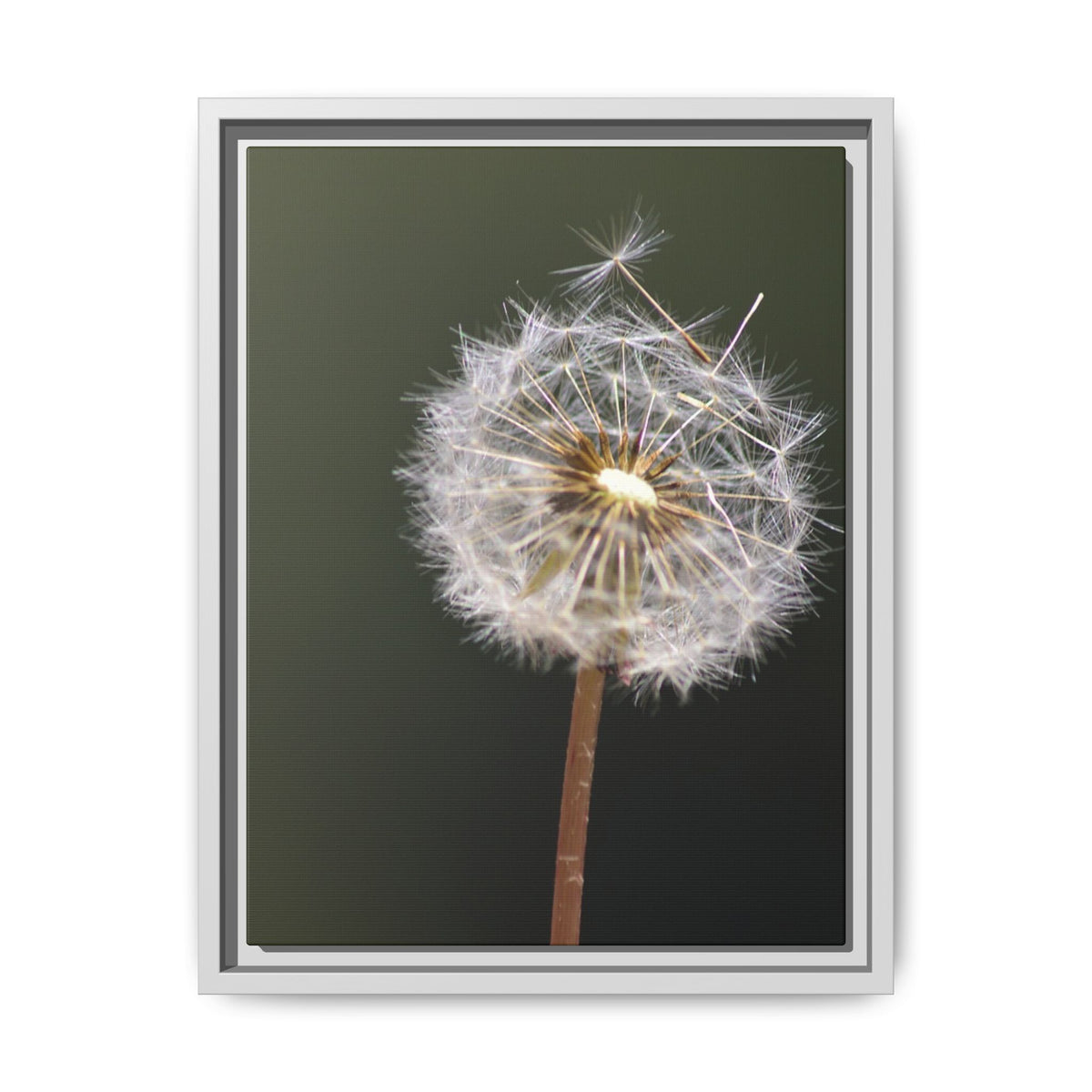 Framed Dandelion Canvas Print — Matte Botanical Wall Art