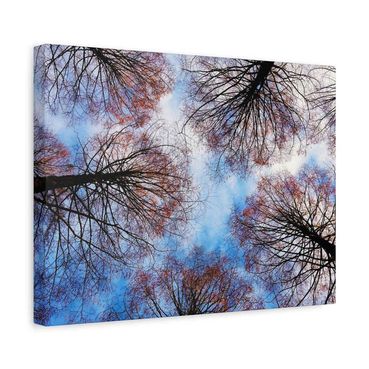 Canopy Sky Canvas Print — Winter Tree Tops Wall Art