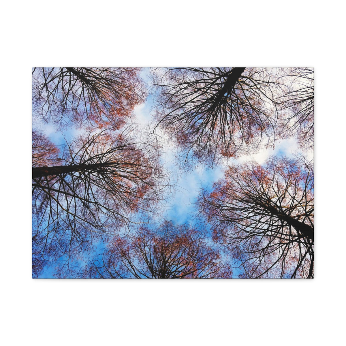 Canopy Sky Canvas Print — Winter Tree Tops Wall Art