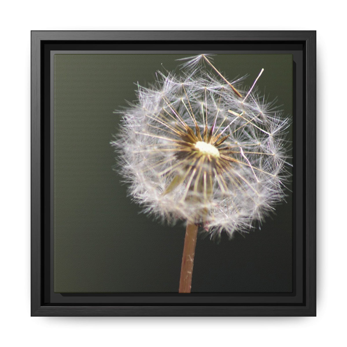 Framed Dandelion Canvas Print — Matte Botanical Wall Art