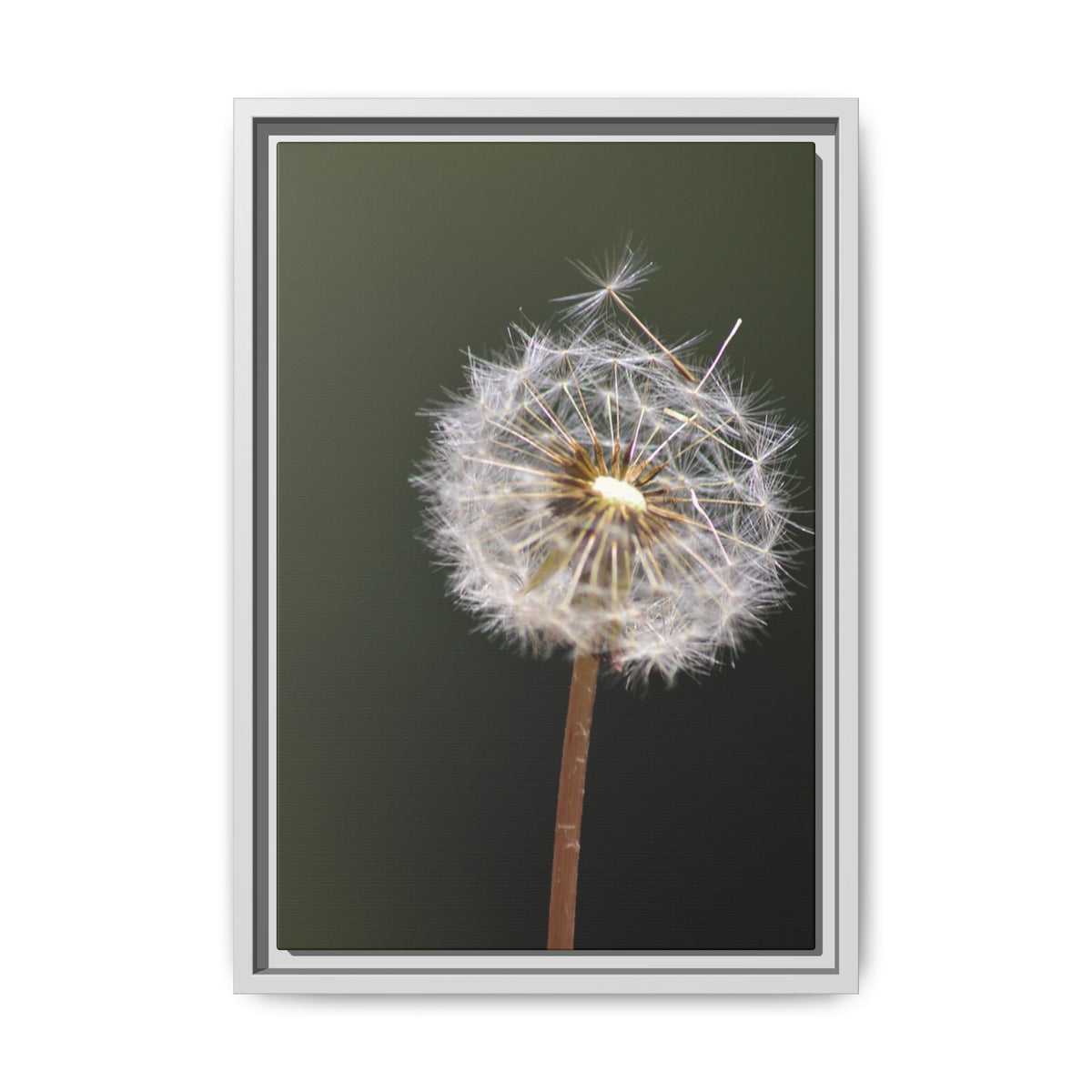 Framed Dandelion Canvas Print — Matte Botanical Wall Art