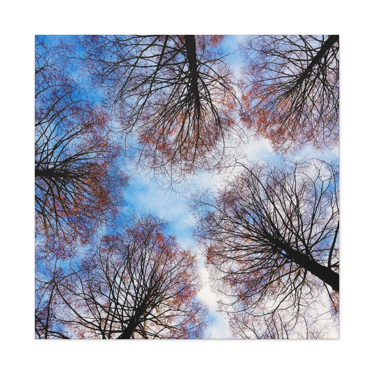 Winter Tree Canopy Matte Canvas Wall Art — Stretched 1.25"
