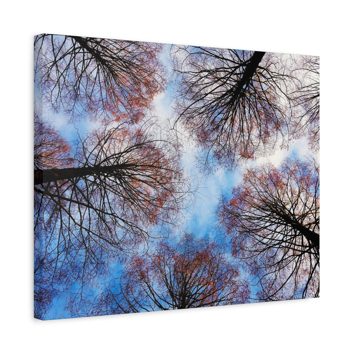 Canopy Sky Canvas Print — Winter Tree Tops Wall Art