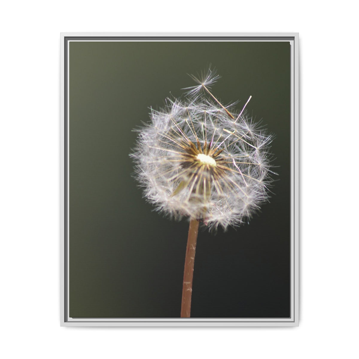 Framed Dandelion Canvas Print — Matte Botanical Wall Art