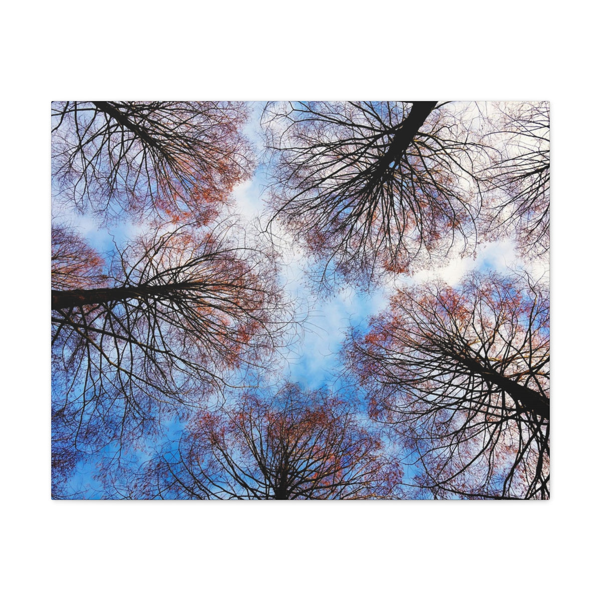 Canopy Sky Canvas Print — Winter Tree Tops Wall Art
