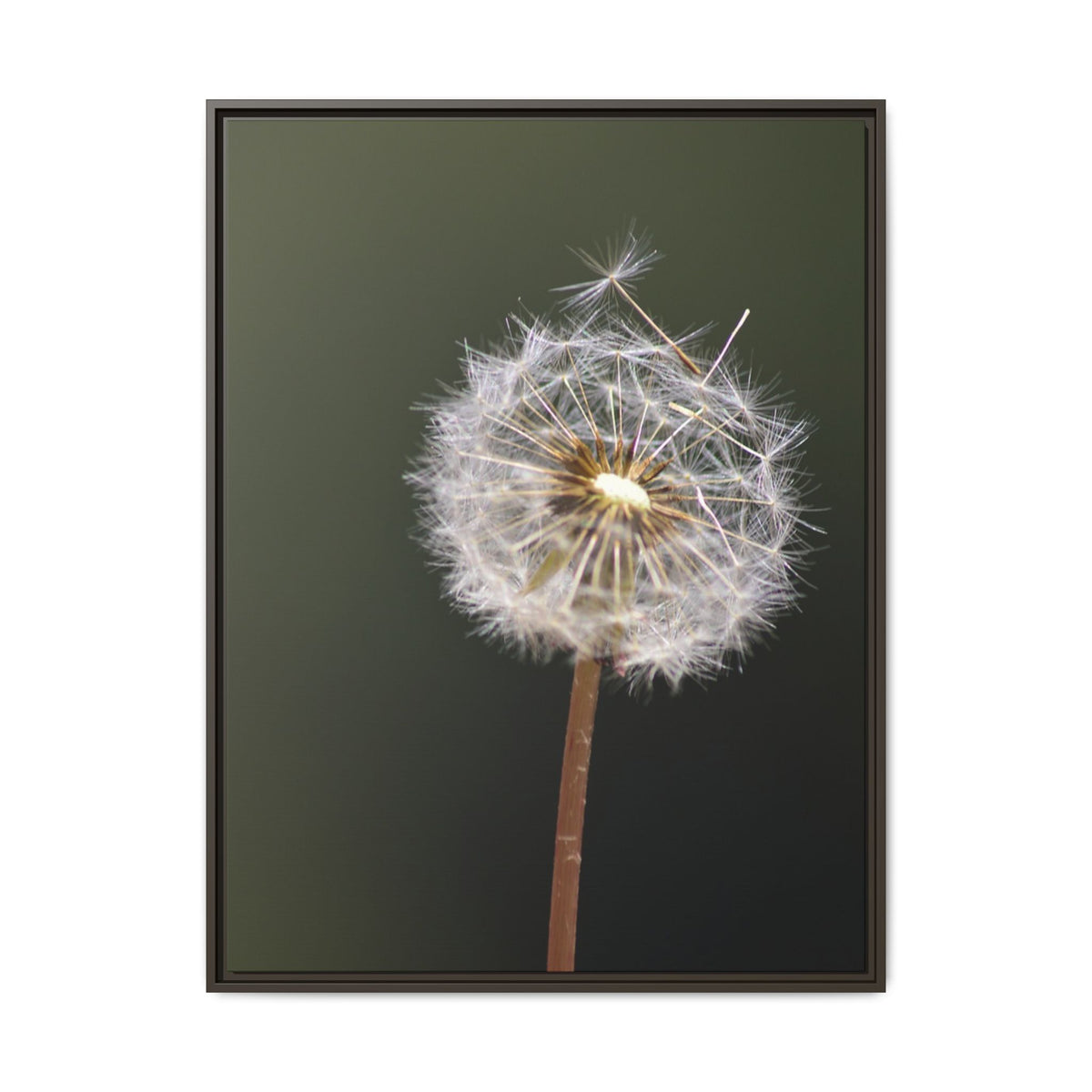 Framed Dandelion Canvas Print — Matte Botanical Wall Art