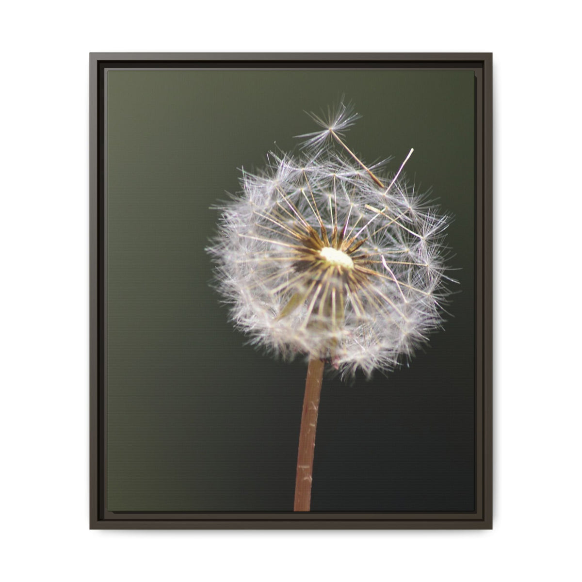 Framed Dandelion Canvas Print — Matte Botanical Wall Art