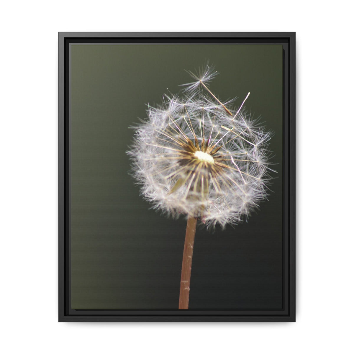 Framed Dandelion Canvas Print — Matte Botanical Wall Art