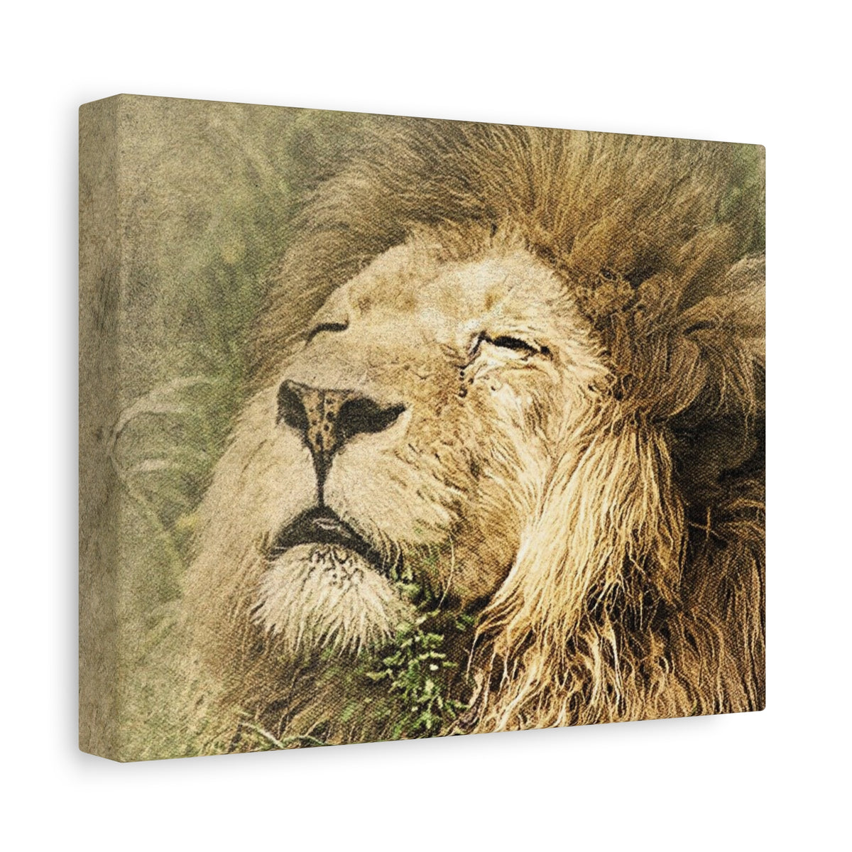 Lion Portrait Matte Canvas Print — Stretched 1.25" Wall Art