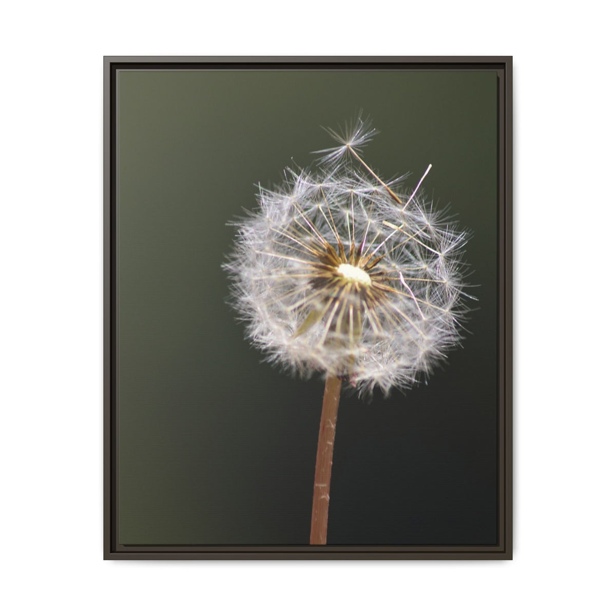 Framed Dandelion Canvas Print — Matte Botanical Wall Art