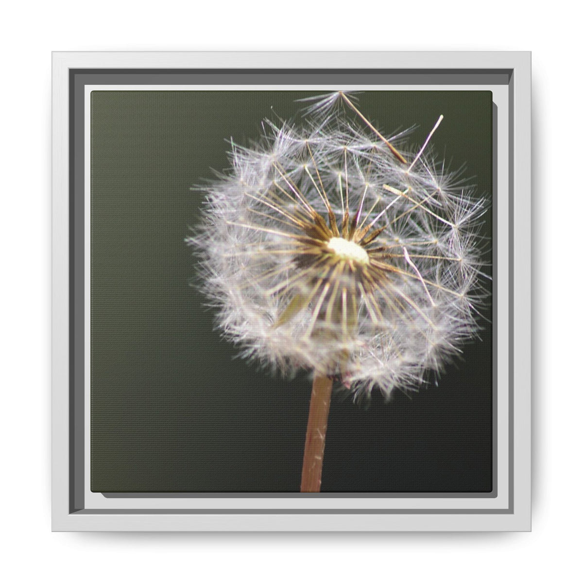 Framed Dandelion Canvas Print — Matte Botanical Wall Art
