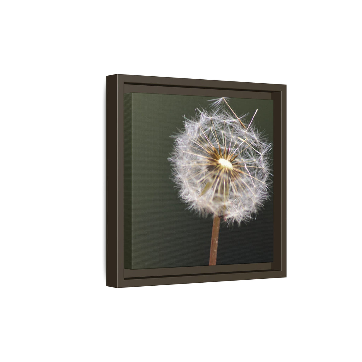Framed Dandelion Canvas Print — Matte Botanical Wall Art