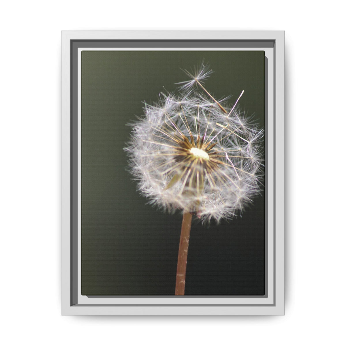 Framed Dandelion Canvas Print — Matte Botanical Wall Art