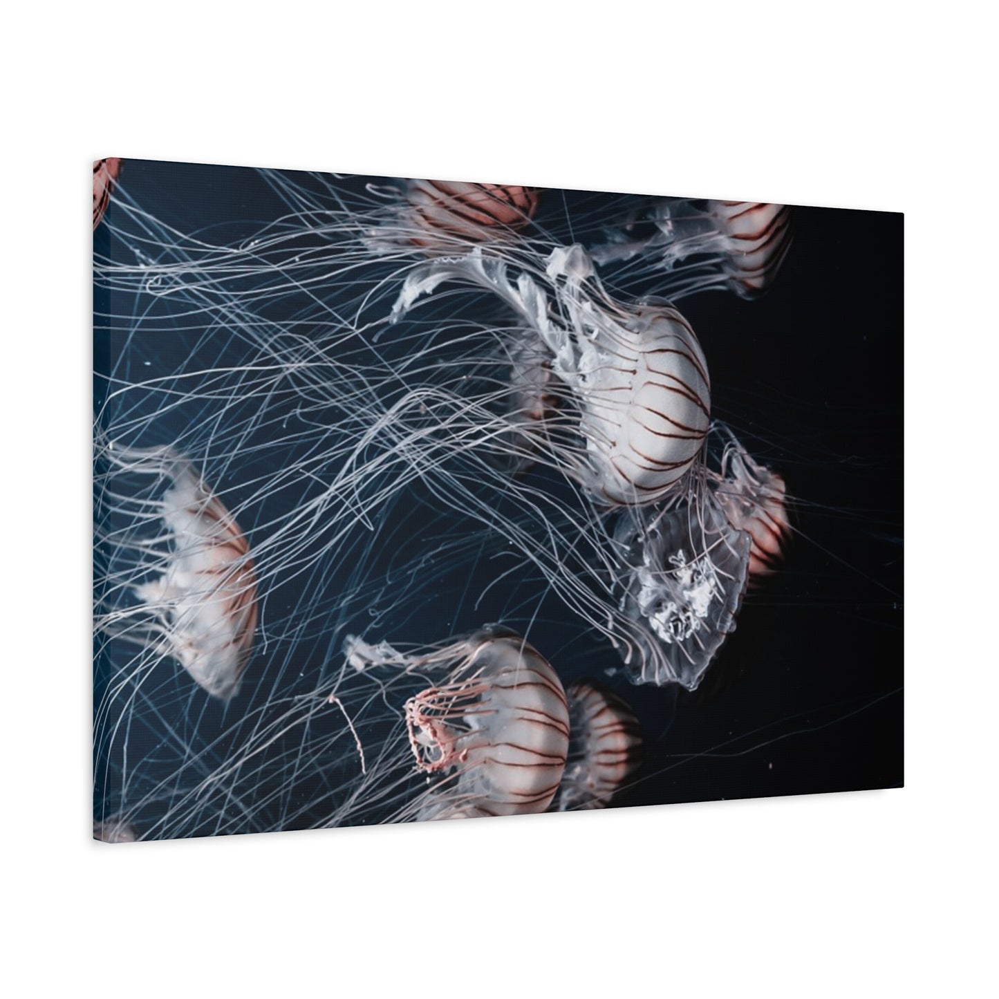 Jellyfish Swarm Matte Stretched Canvas