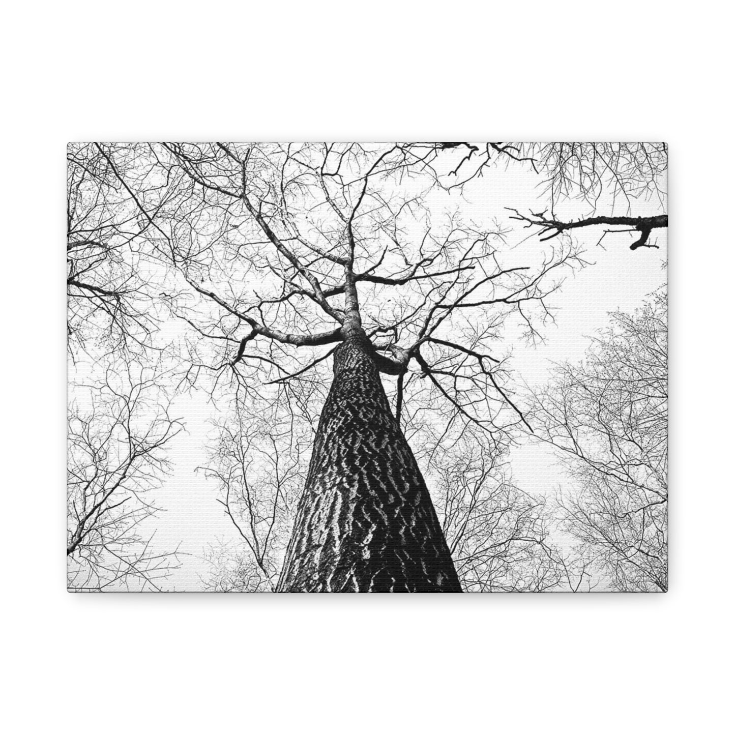 Black & White Tree Canopy Matte Canvas Wall Art — Upward Forest Photography