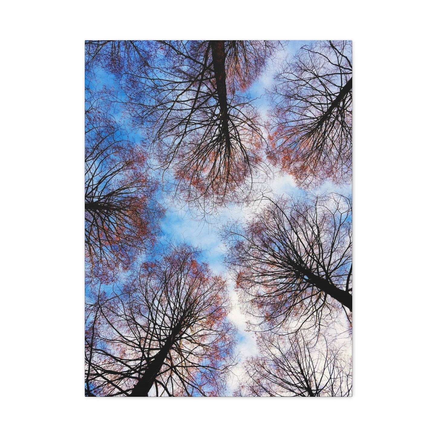 Winter Tree Canopy Matte Canvas Wall Art — Stretched 1.25"