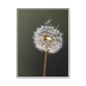 Framed Dandelion Canvas Print — Matte Botanical Wall Art