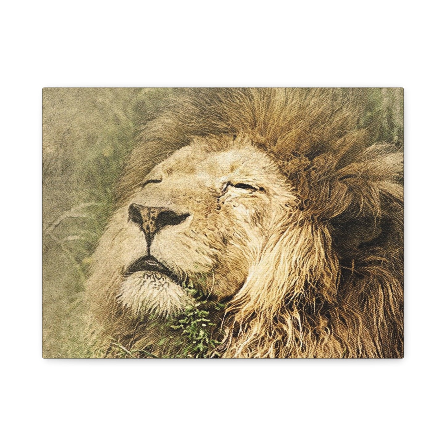 Lion Portrait Matte Canvas Print — Stretched 1.25" Wall Art
