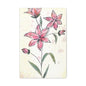 Matte Canvas, Stretched, 1.25" Tulips Pink Flowers