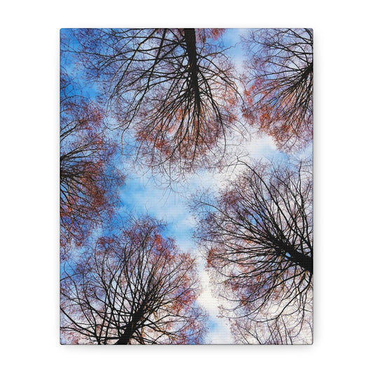 Winter Tree Canopy Matte Canvas Wall Art — Stretched 1.25"