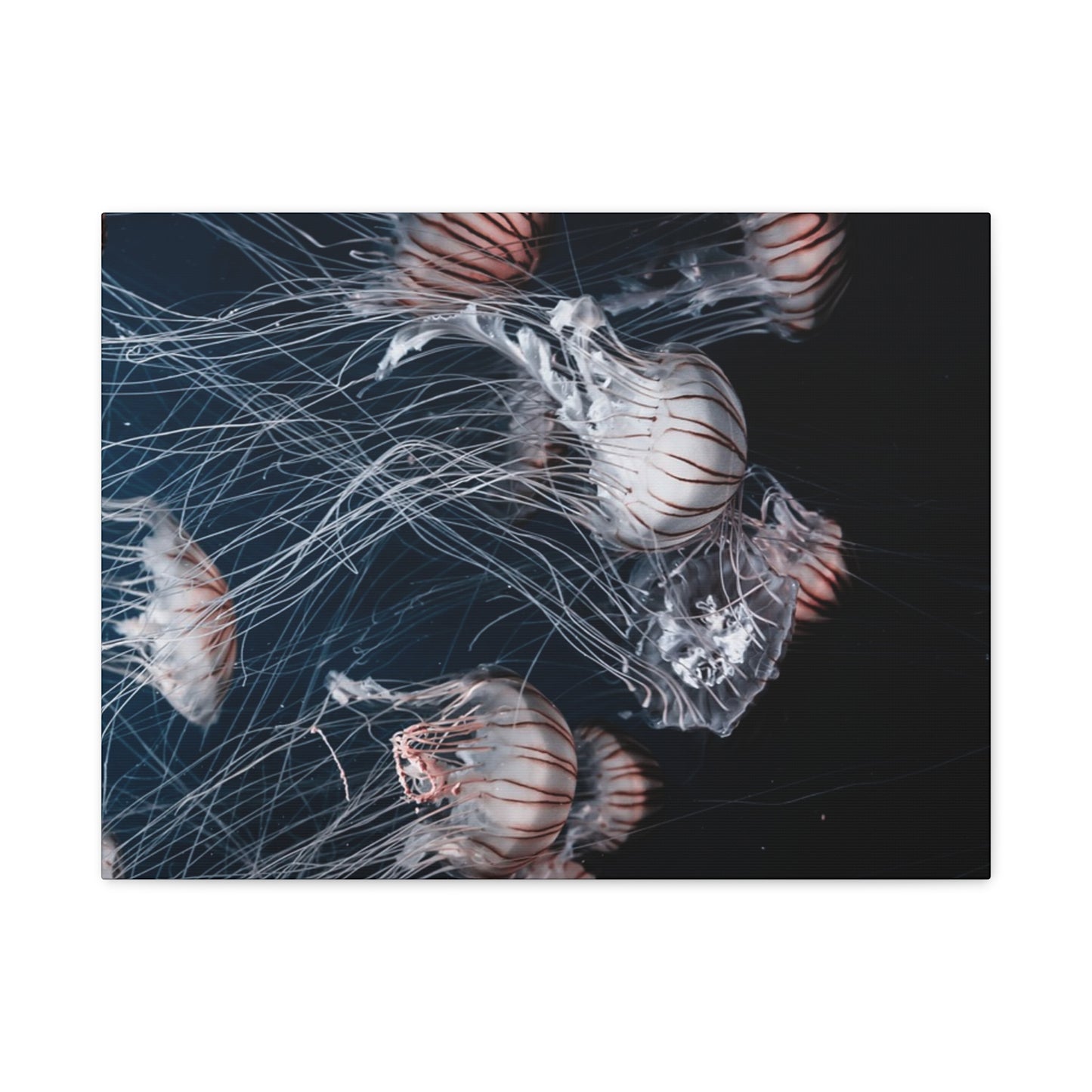 Jellyfish Swarm Matte Stretched Canvas