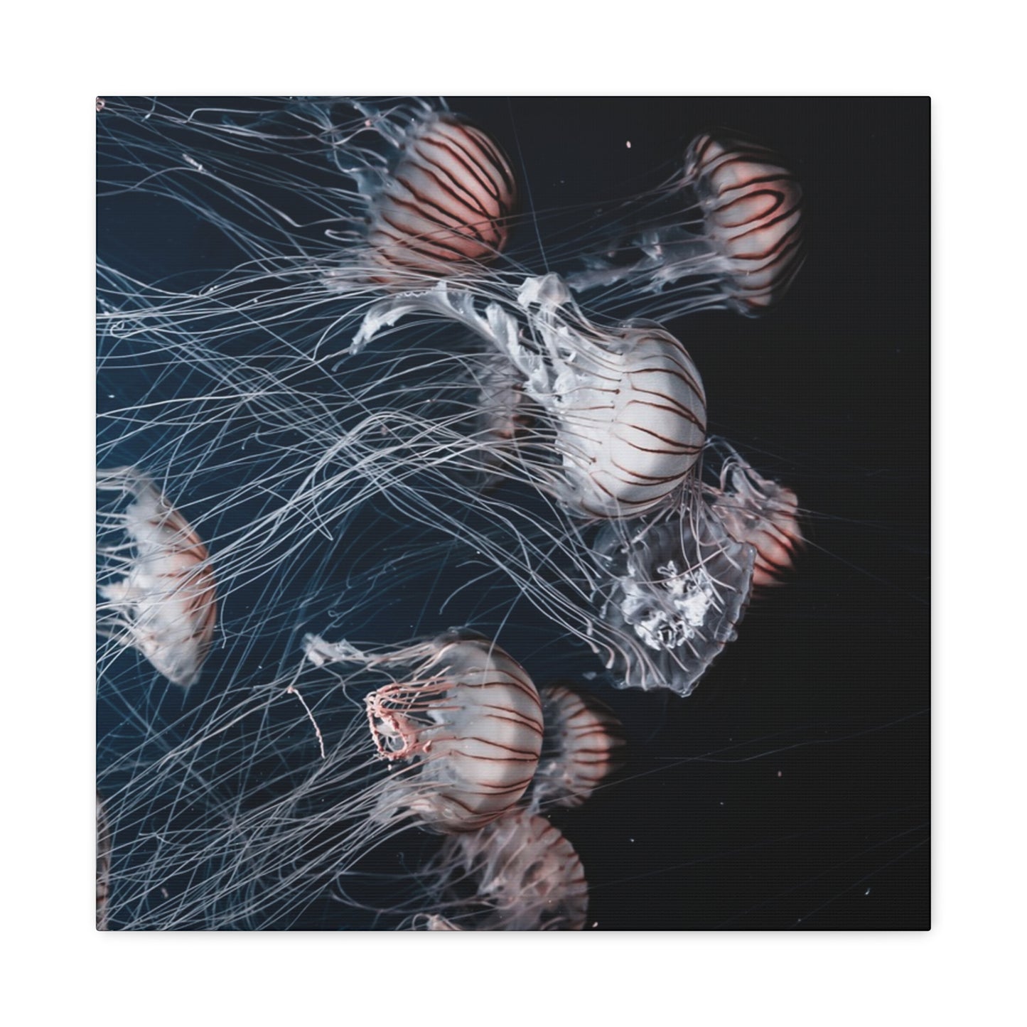 Jellyfish Swarm Matte Stretched Canvas