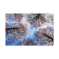 Canopy Sky Canvas Print — Winter Tree Tops Wall Art