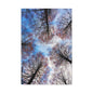 Winter Tree Canopy Matte Canvas Wall Art — Stretched 1.25"