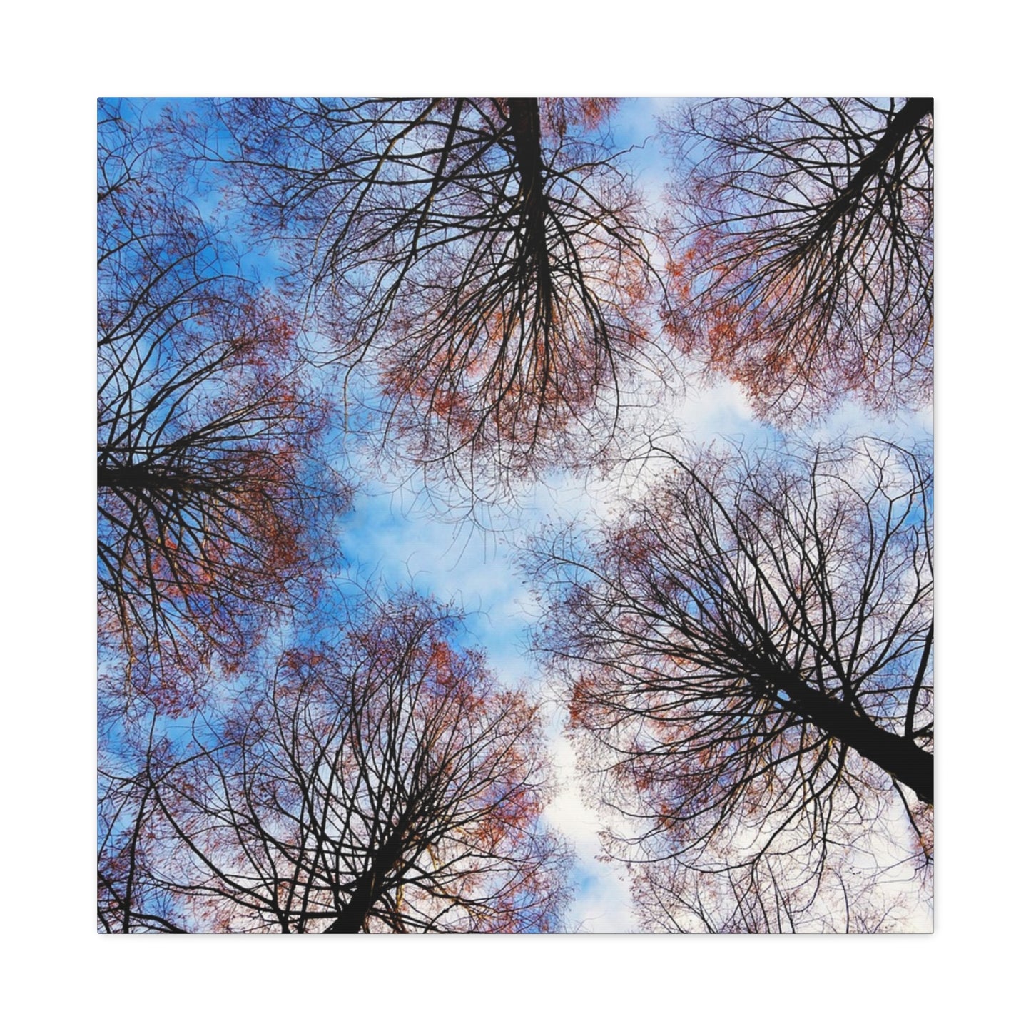 Winter Tree Canopy Matte Canvas Wall Art — Stretched 1.25"