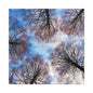 Winter Tree Canopy Matte Canvas Wall Art — Stretched 1.25"