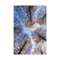 Winter Tree Canopy Matte Canvas Wall Art — Stretched 1.25"