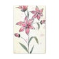Matte Canvas, Stretched, 1.25" Tulips Pink Flowers