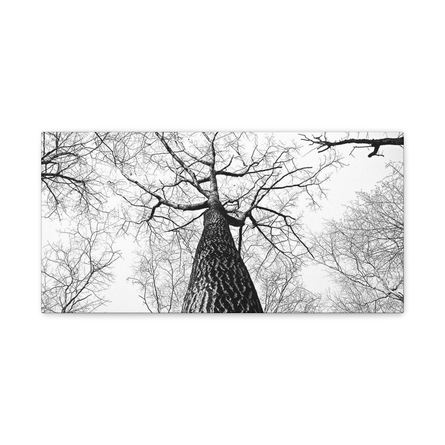 Black & White Tree Canopy Matte Canvas Wall Art — Upward Forest Photography