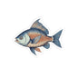Fish Illustration Kiss-Cut Stickers, Fishing Decor, Laptop Stickers