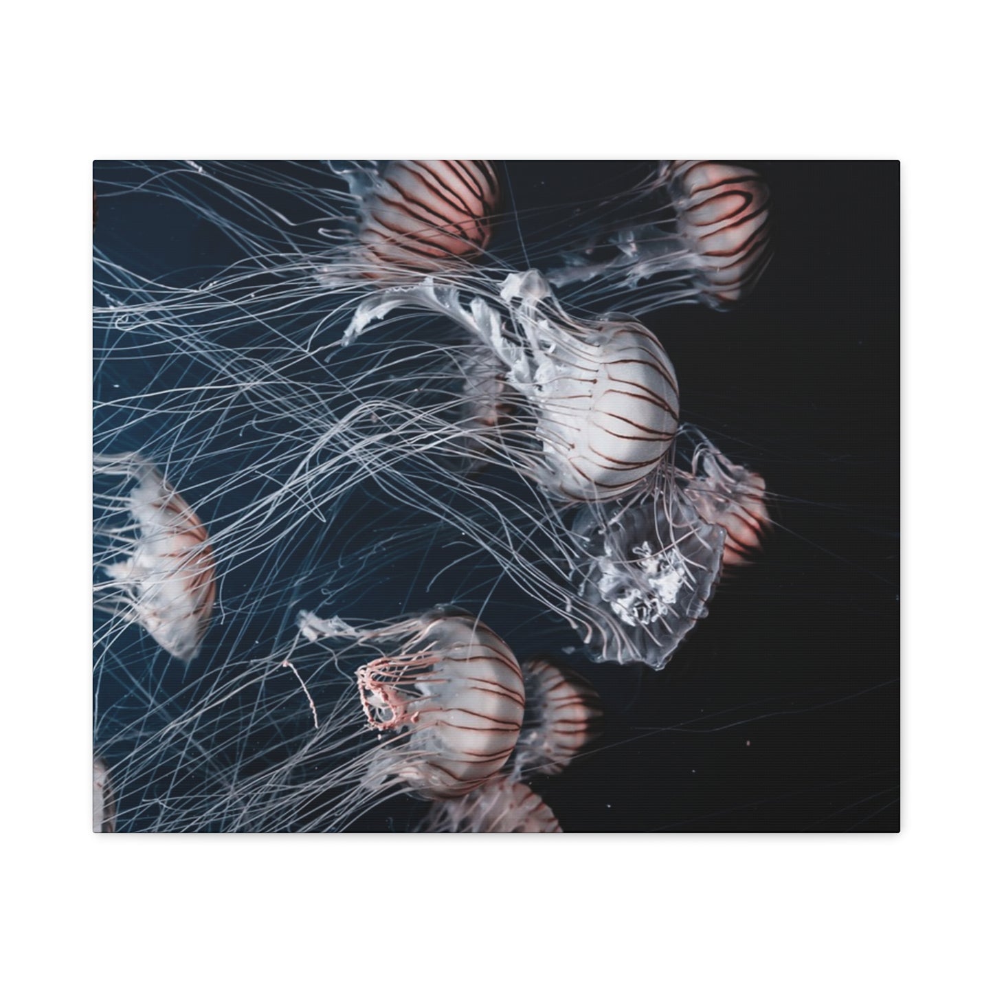 Jellyfish Swarm Matte Stretched Canvas