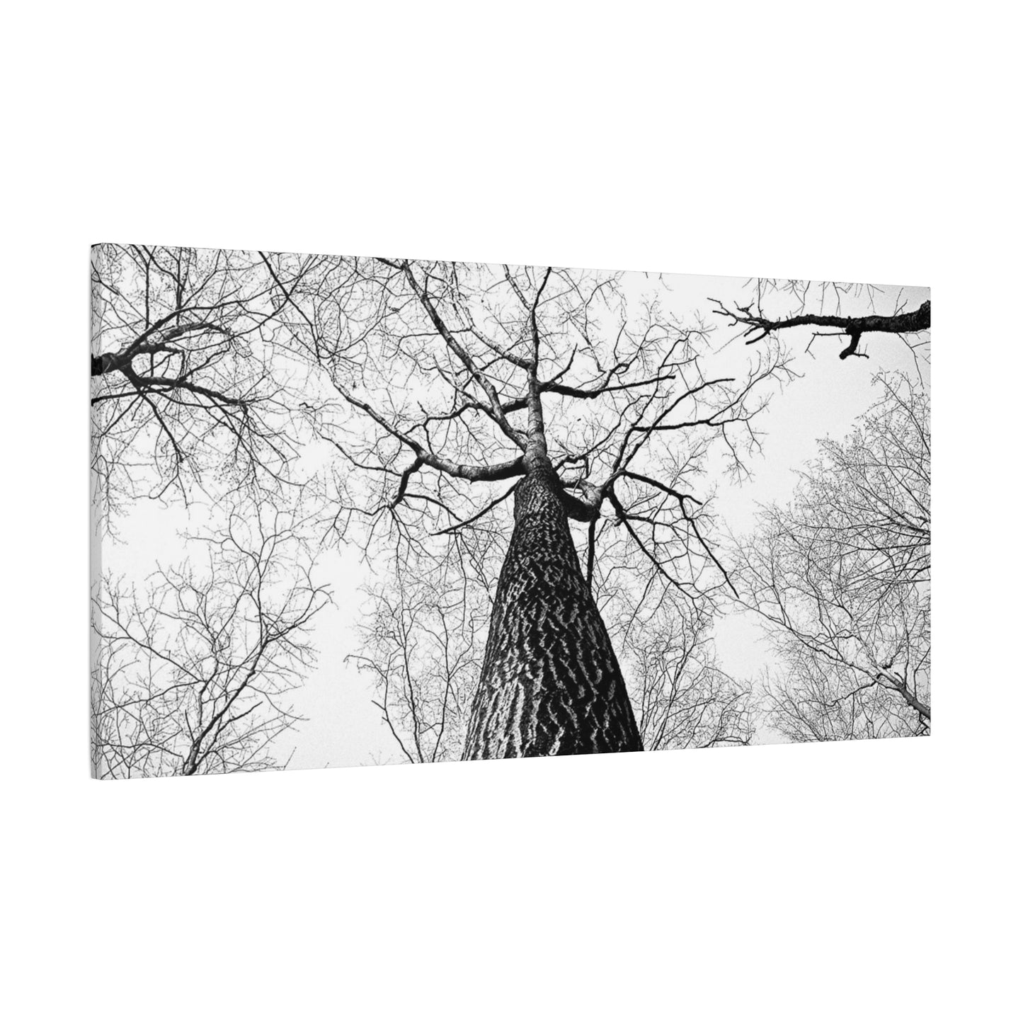 Black & White Tree Canopy Matte Canvas Wall Art — Upward Forest Photography
