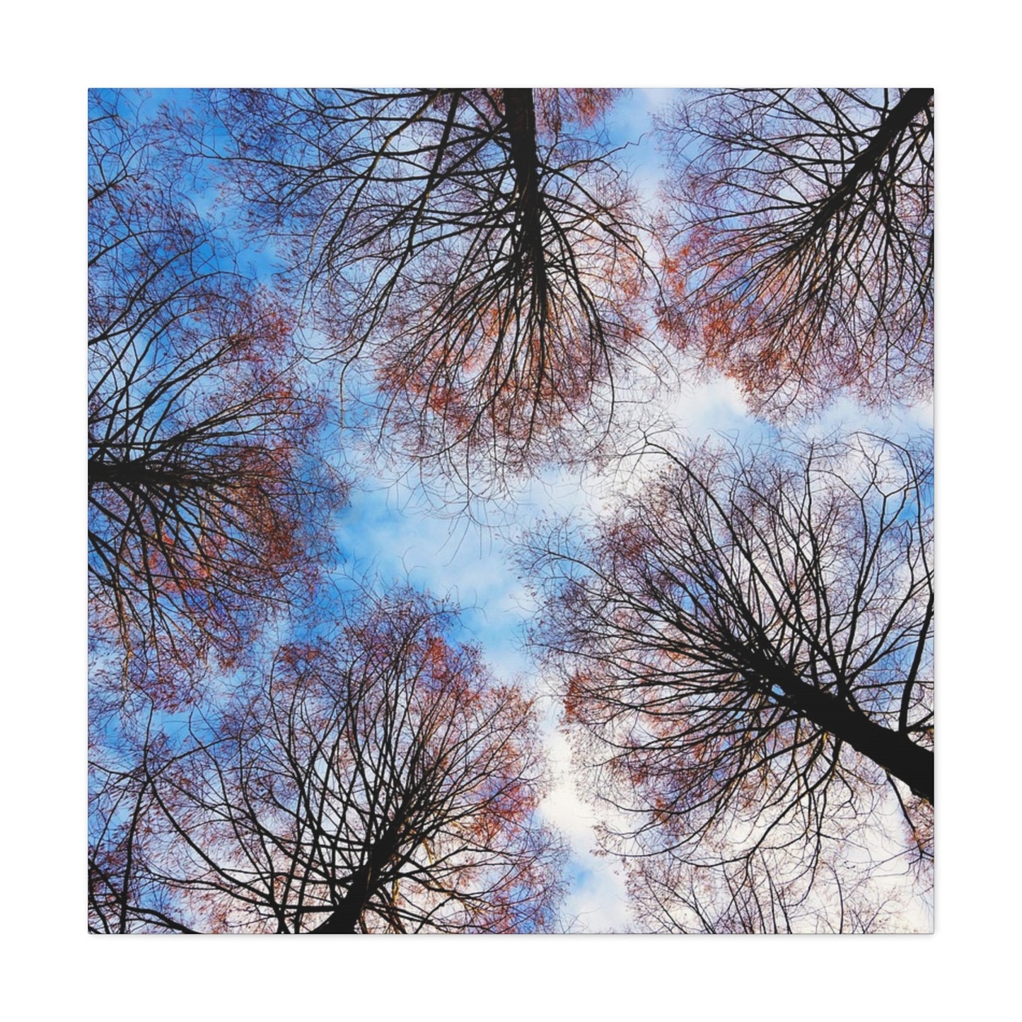 Winter Tree Canopy Matte Canvas Wall Art — Stretched 1.25"