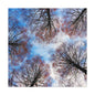 Winter Tree Canopy Matte Canvas Wall Art — Stretched 1.25"
